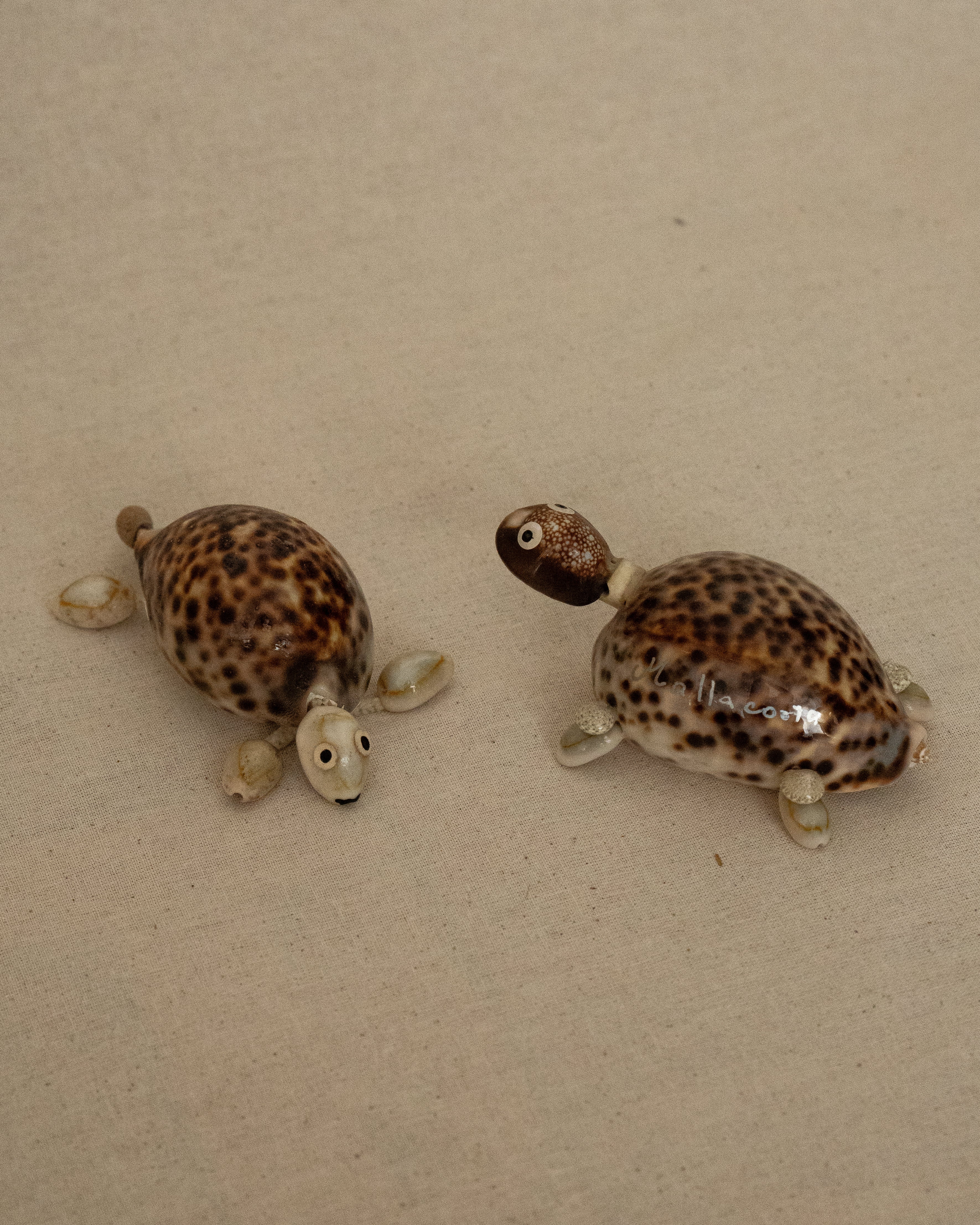 Pair of turtles made of shells