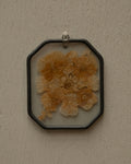 Dried flower encased in glass wall hanging