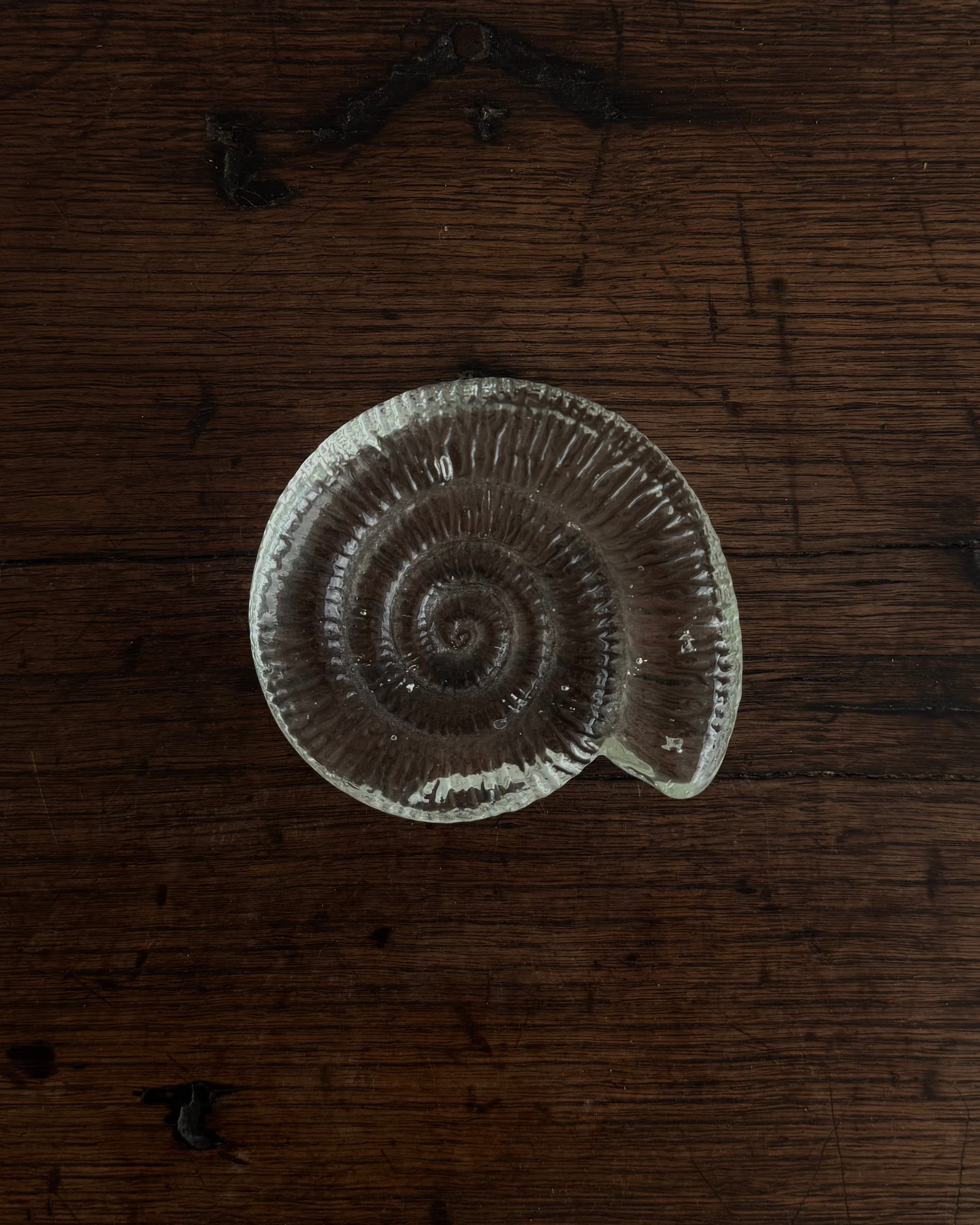 Glass ammonite shell